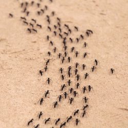Ants marching in a line Ants marching in a line